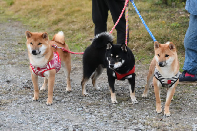 黒柴の子が太郎くん4歳、赤柴2匹は胴胎犬の生後7か月の健太郎くんと晴太郎くん
