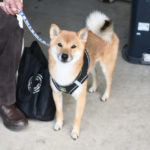 柴犬元気くん1歳