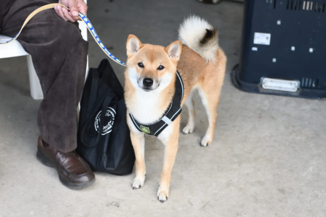 柴犬元気くん1歳