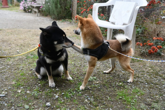 元気くんと結鈴ちゃん