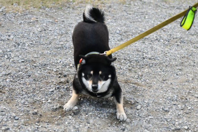 黒柴結鈴ちゃん