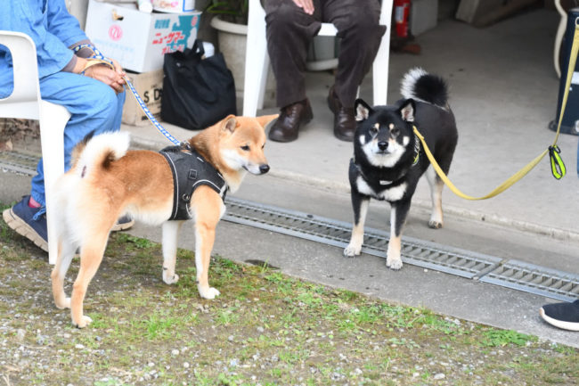 黒柴百合ちゃんと赤柴元気くん