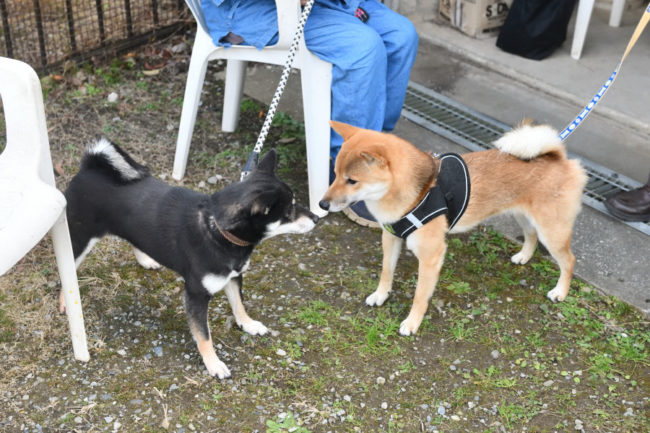 黒柴花ちゃんと元気くん