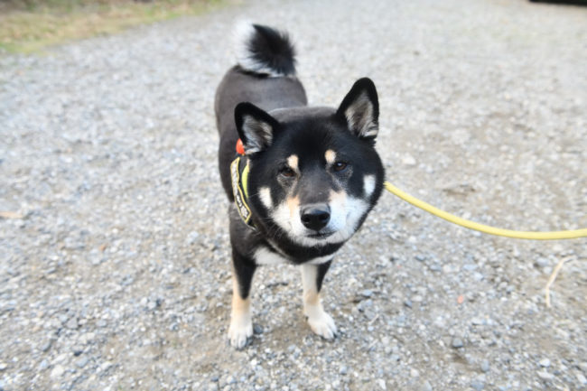 黒柴結鈴ちゃん