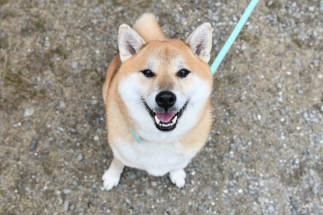 柴犬ふー太くん8歳の写真