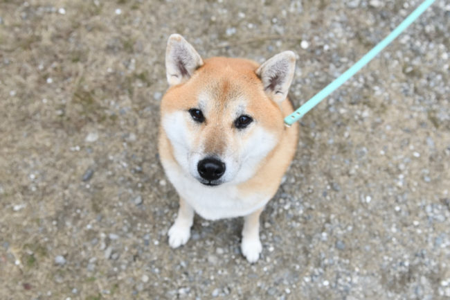 お座りして見上げるふー太くん