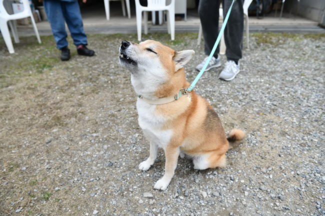 うぉーと訴える柴犬ふー太くん
