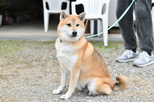 柴犬ふー太くん