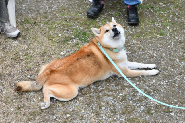 ウオーと吠える柴犬ふー太くん