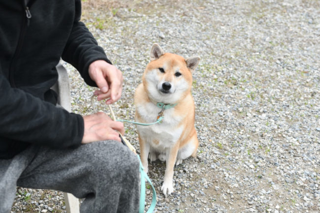 柴犬ふー太くん
