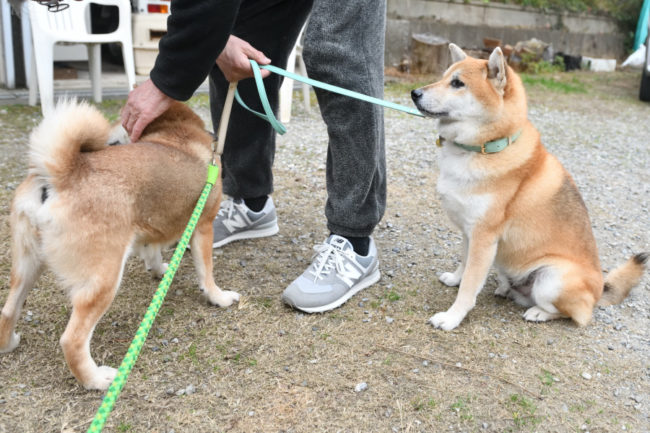 柴犬春ちゃんとふー太くん