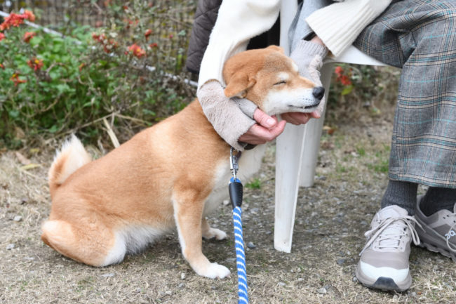 大満足の柴犬陽奈ちゃん