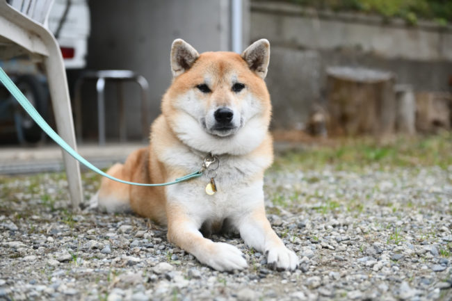 柴犬ふー太くん