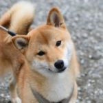 1歳のお誕生日の柴犬ポテチちゃん