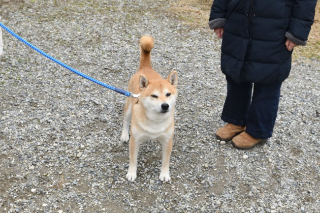 柴犬風太くん11歳