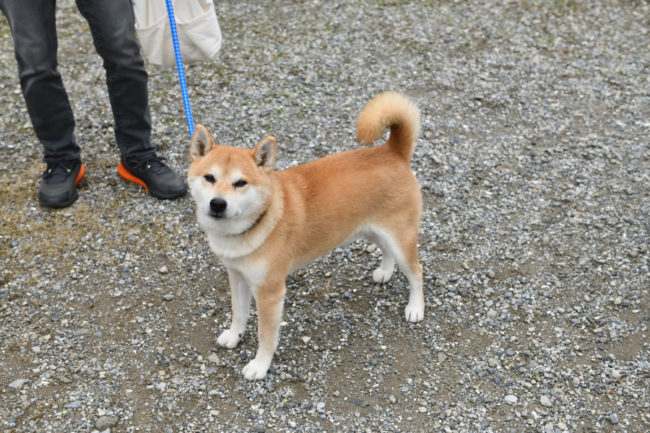 柴犬風太くん11歳