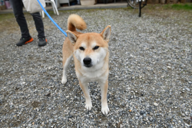 柴犬風太くん11歳