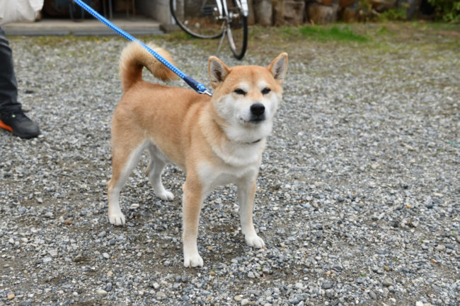柴犬風太くん
