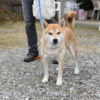 柴犬風太くん11歳