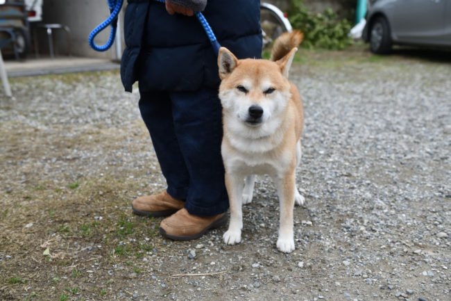 飼い主様にべったりの風太くん。