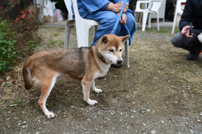赤柴かりん14歳