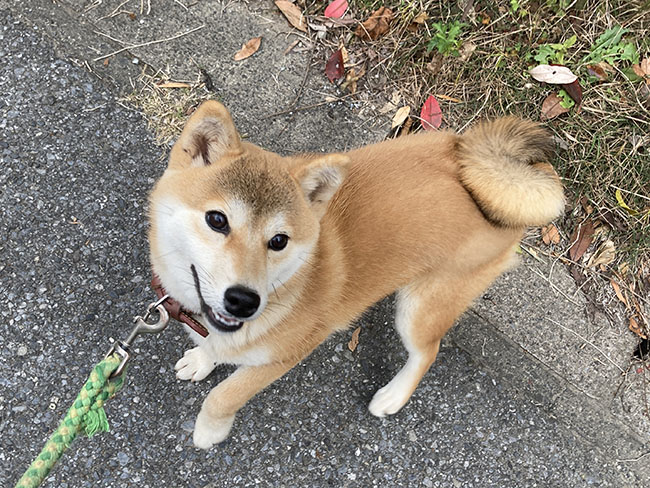 柴犬モモちゃん