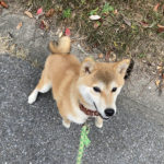 柴犬モモちゃん