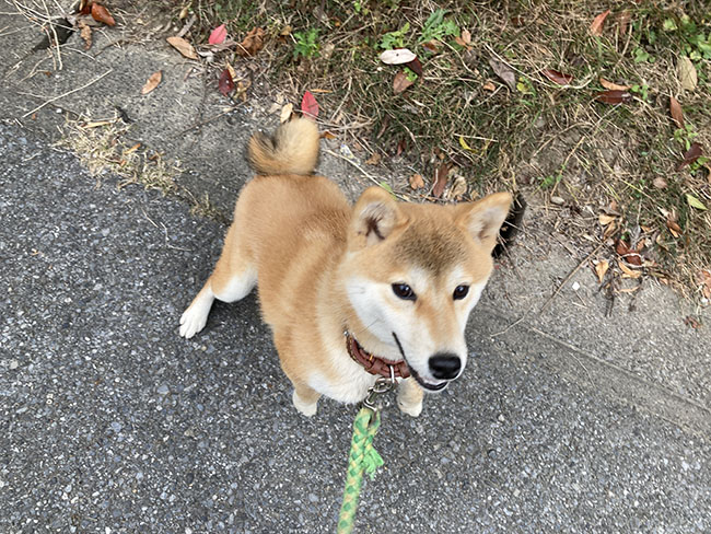 柴犬モモちゃん