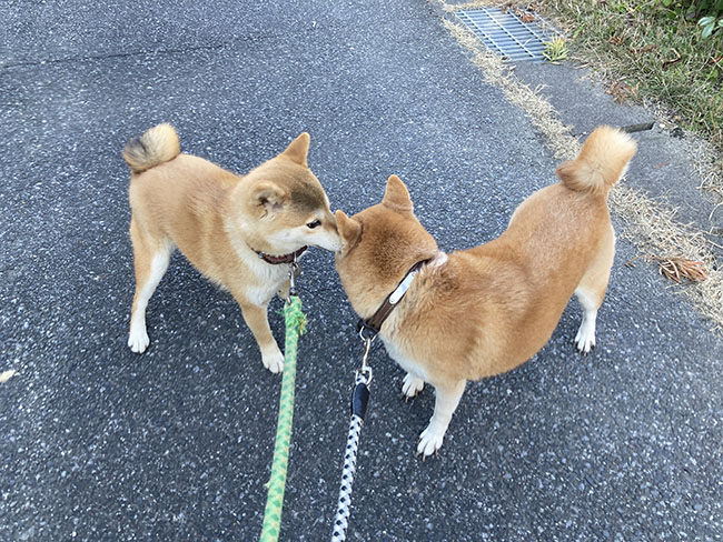 柴犬モモちゃんとムギ