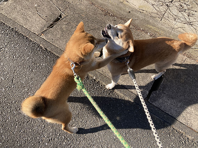 柴犬モモちゃんとムギ