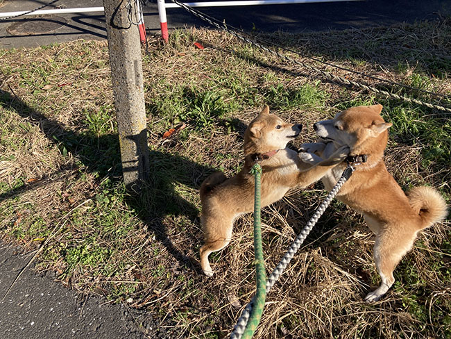 柴犬モモちゃんとムギ