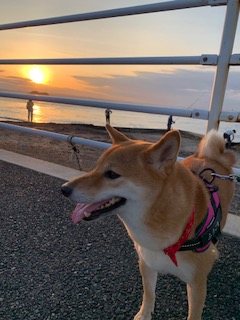 柴犬ふうこちゃん