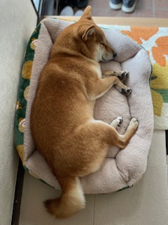 柴犬ふうこちゃん