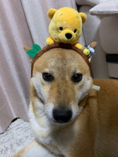 柴犬ふうこちゃん