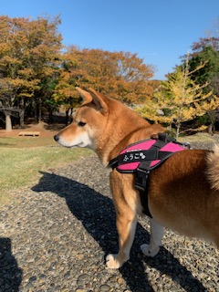 柴犬ふうこちゃん