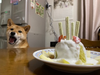 柴犬ふうこちゃん