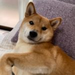 柴犬ふうこちゃん