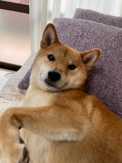 柴犬ふうこちゃん