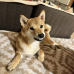 鼻にしわを寄せる柴犬翠ちゃん