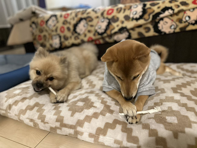 歯磨きガムを器用に手で弄る柴犬翠ちゃん