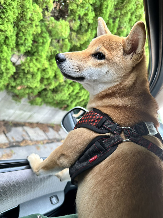 車内から景色を眺める柴犬翠ちゃん