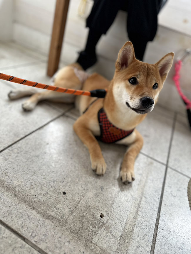 見上げる柴犬翠ちゃん
