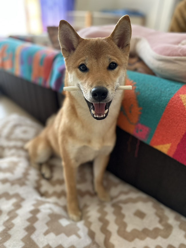 笑顔でガムを咥える柴犬翠ちゃん