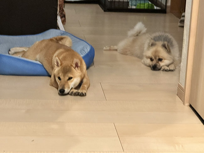 仲良し二匹です。