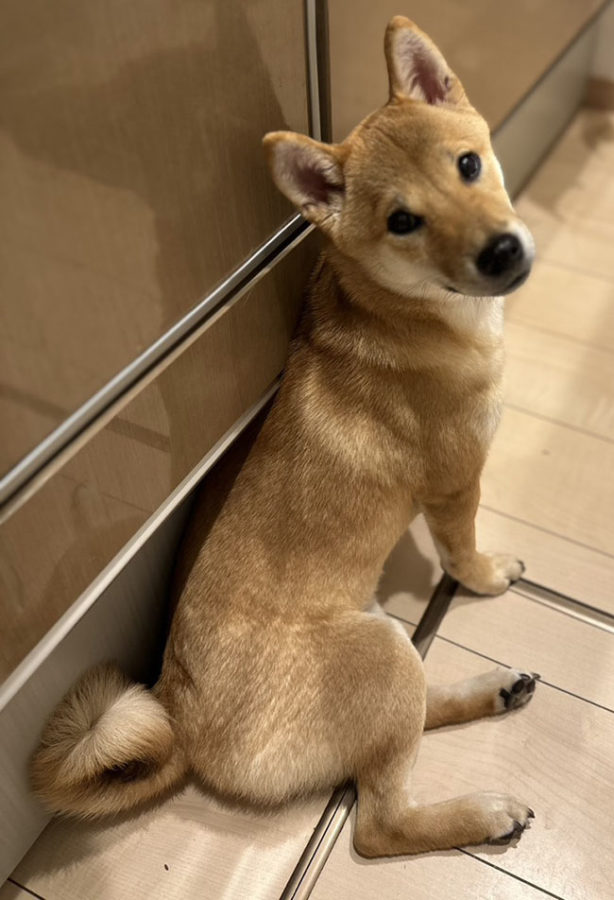 お座り翠ちゃん