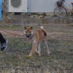 柴犬健くんの写真