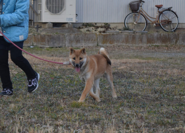柴犬健くんの写真