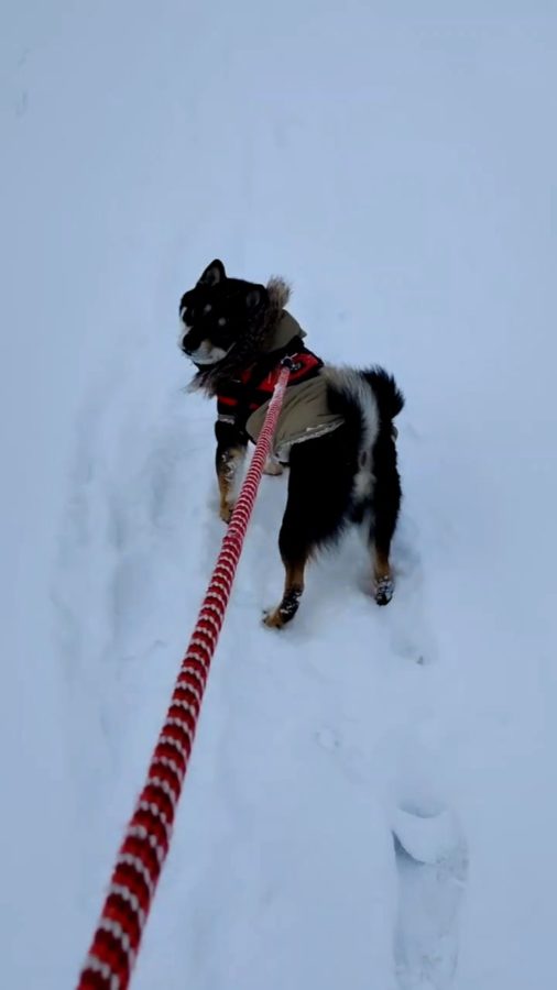雪を楽しむ黒柴らん丸くん