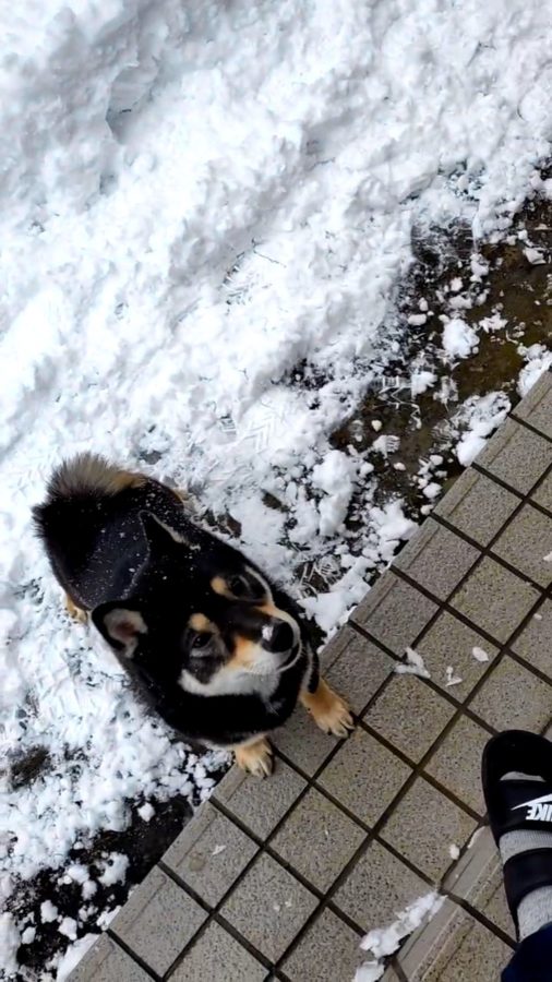 雪を楽しむ黒柴らん丸くん