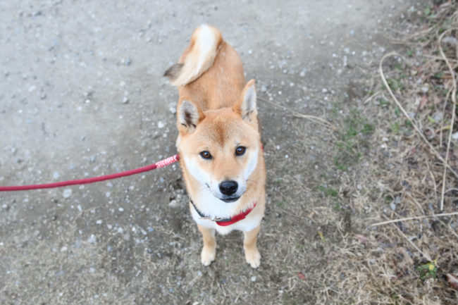 柴犬丸くん1歳の写真
